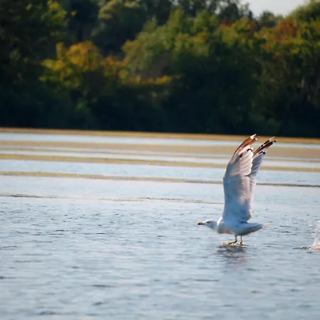 Tisza شقة *